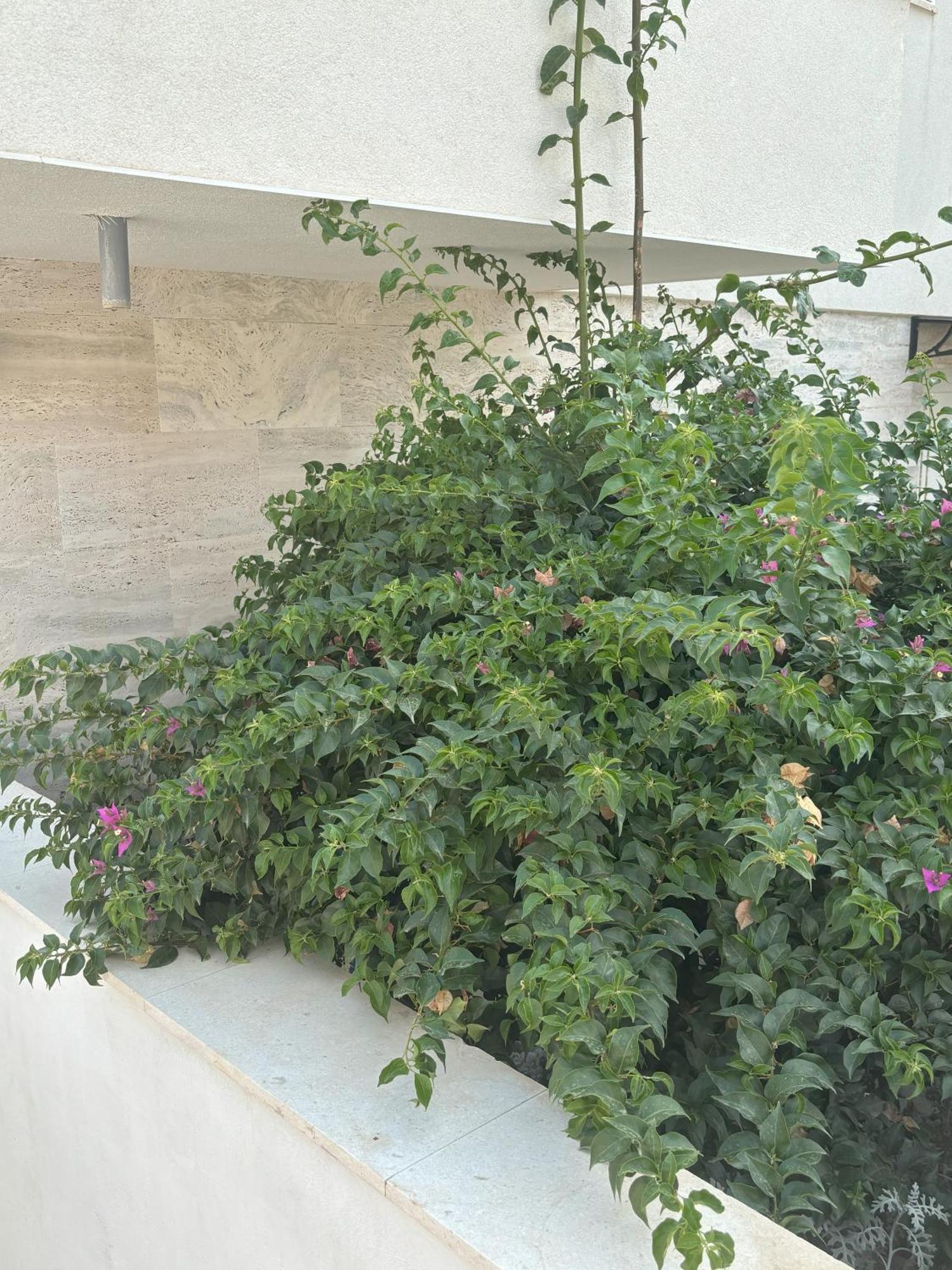 Vila Regina Apartment Regina With Swimming Pool イェゼラ エクステリア 写真
